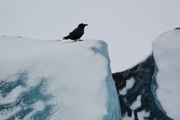 Randonnée glaciaire guidée sur le glacier Falljökull près de Skaftafell, Islande, photo 18 | wizardtrip