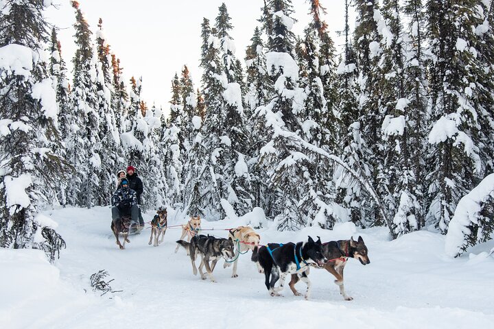 Experience dogsledding and reindeer encounters in the Alaskan wilderness near Fairbanks, photo 6 | wizardtrip