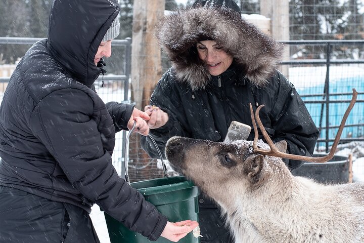Experience dogsledding and reindeer encounters in the Alaskan wilderness near Fairbanks, photo 9 | wizardtrip