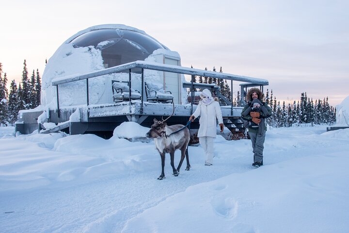 Experience dogsledding and reindeer encounters in the Alaskan wilderness near Fairbanks, photo 11 | wizardtrip