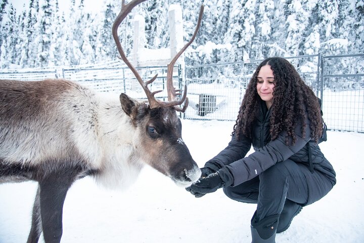 Experience dogsledding and reindeer encounters in the Alaskan wilderness near Fairbanks, photo 12 | wizardtrip