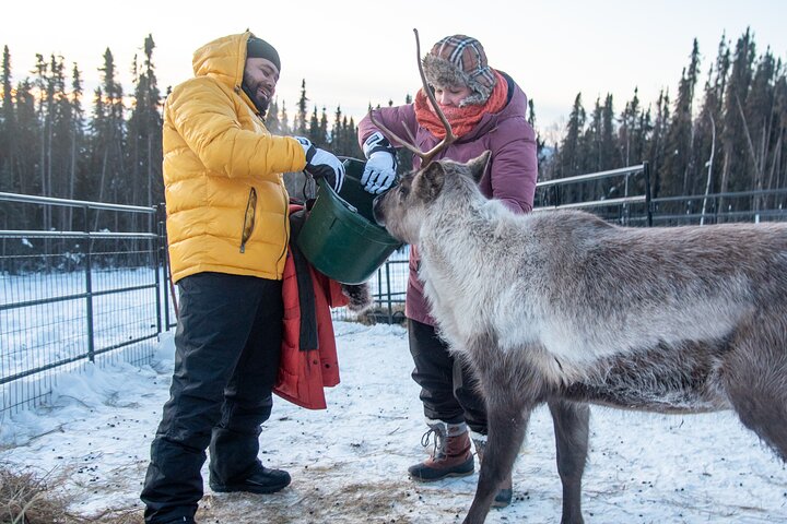 Experience dogsledding and reindeer encounters in the Alaskan wilderness near Fairbanks, photo 13 | wizardtrip