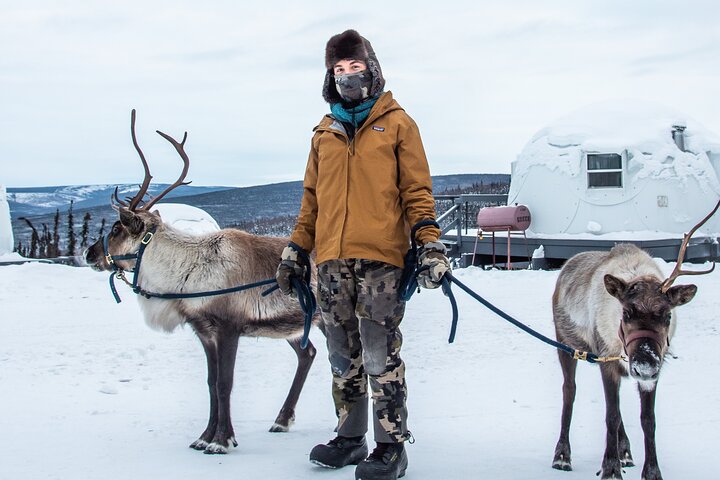Experience dogsledding and reindeer encounters in the Alaskan wilderness near Fairbanks, photo 15 | wizardtrip