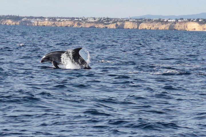Passeio de barco de Albufeira para ver golfinhos e explorar as grutas de Benagil, foto 17 | wizardtrip