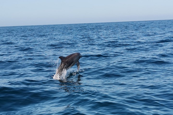 Passeio de barco de Albufeira para ver golfinhos e explorar as grutas de Benagil, foto 20 | wizardtrip