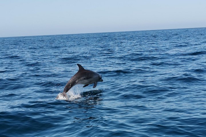 Passeio de barco de Albufeira para ver golfinhos e explorar as grutas de Benagil, foto 21 | wizardtrip