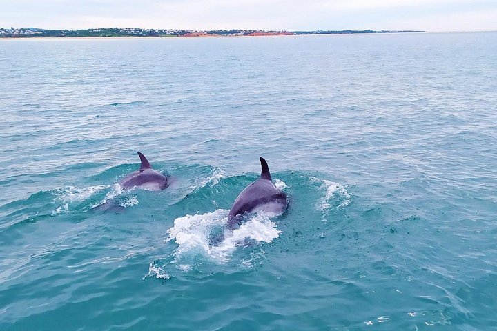 Passeio de barco de Albufeira para ver golfinhos e explorar as grutas de Benagil, foto 29 | wizardtrip
