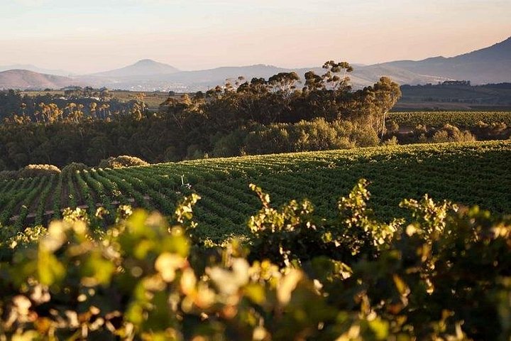 Private full-day wine tour in Stellenbosch, South Africa, featuring wine tastings and scenic vineyard views, photo 6 | wizardtrip