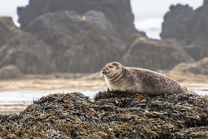 Heldagstur som utforsker de varierte landskapene og ikoniske landemerkene på Islands Snaefellsneshalvøy fra Reykjavik, foto 6 | wizardtrip
