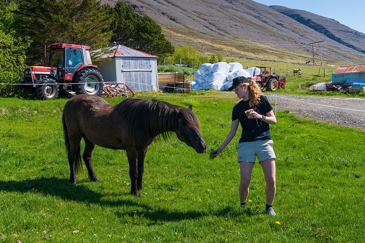 Passeio cénico para a cascata Dynjandi e uma quinta tradicional nos Westfjords da Islândia, foto 6 | wizardtrip
