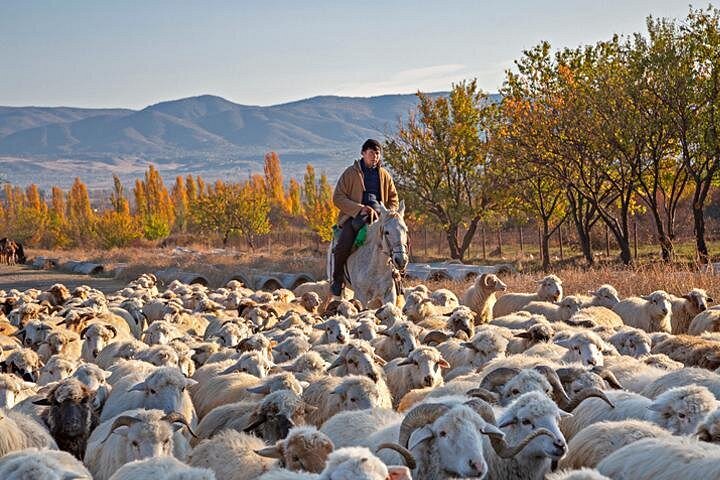 Tour cénico pela região vinícola de Kakheti, Geórgia, com degustação de vinhos e visitas culturais, foto 29 | wizardtrip