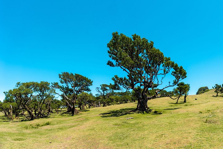 Tour 4x4 explorando la costa norte de Madeira, incluyendo el Bosque de Fanal y Porto Moniz, foto 13 | wizardtrip