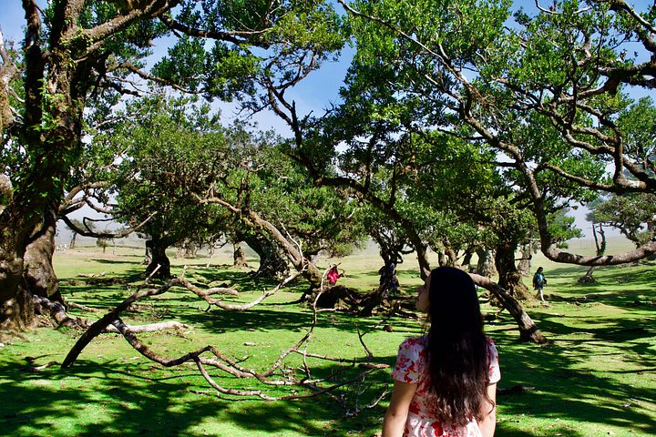 Tour 4x4 explorando la costa norte de Madeira, incluyendo el Bosque de Fanal y Porto Moniz, foto 14 | wizardtrip