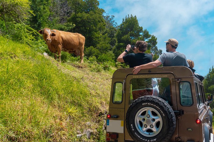 Tour 4x4 explorando la costa norte de Madeira, incluyendo el Bosque de Fanal y Porto Moniz, foto 20 | wizardtrip