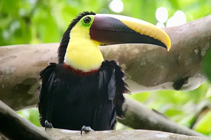 Tour de Fauna del Parque Nacional Manuel Antonio | wizardtrip