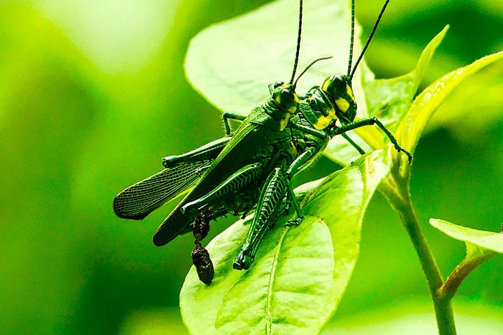 Wildlife en strandtour in Manuel Antonio National Park, Costa Rica, foto 7 | wizardtrip