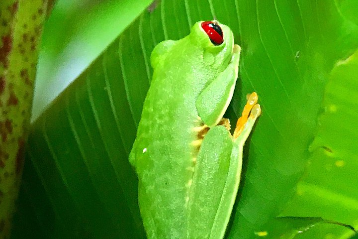 Wildlife en strandtour in Manuel Antonio National Park, Costa Rica, foto 8 | wizardtrip
