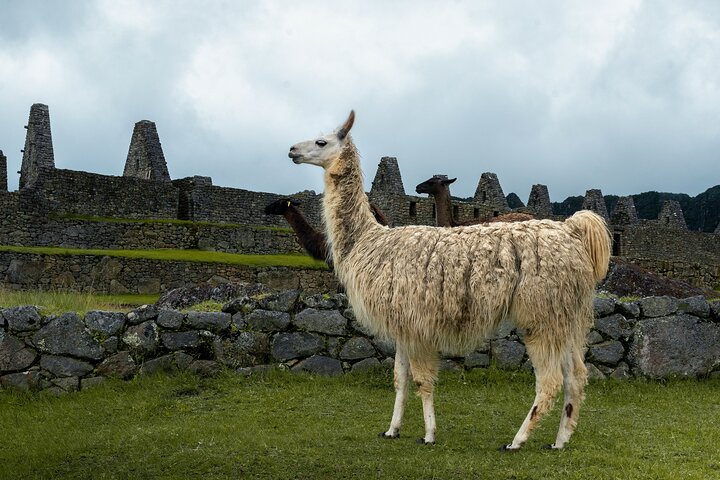 Dagtocht naar Machu Picchu vanuit Cusco, Peru, met de Inca-citadel en schilderachtige treinreizen, foto 11 | wizardtrip