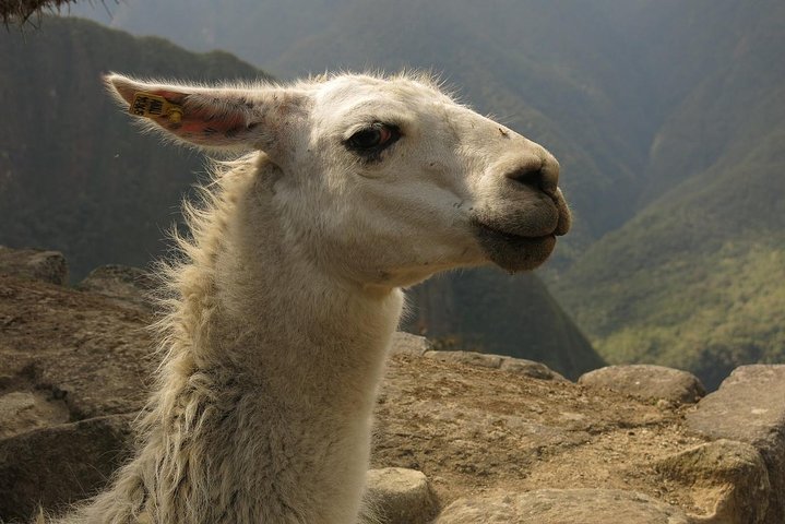 Dagtocht naar Machu Picchu vanuit Cusco, Peru, met de Inca-citadel en schilderachtige treinreizen, foto 18 | wizardtrip