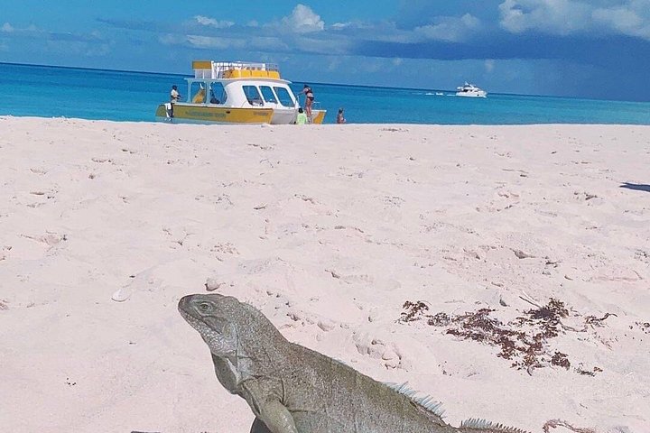Nyt et halvdagscruise med båt i Providenciales, Turks & Caicos, med snorkling og øyutforskning, foto 11 | wizardtrip