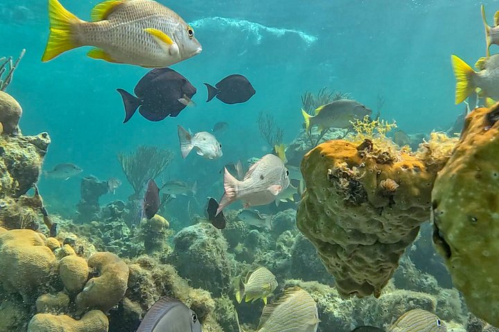 Nyt et halvdagscruise med båt i Providenciales, Turks & Caicos, med snorkling og øyutforskning, foto 18 | wizardtrip