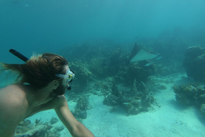 Genießen Sie eine halbtägige Bootsfahrt in Providenciales, Turks- und Caicosinseln, mit Schnorcheln und Leguan-Begegnungen, Foto 10 | wizardtrip