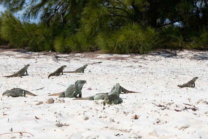 Genießen Sie eine halbtägige Bootsfahrt in Providenciales, Turks- und Caicosinseln, mit Schnorcheln und Leguan-Begegnungen, Foto 11 | wizardtrip