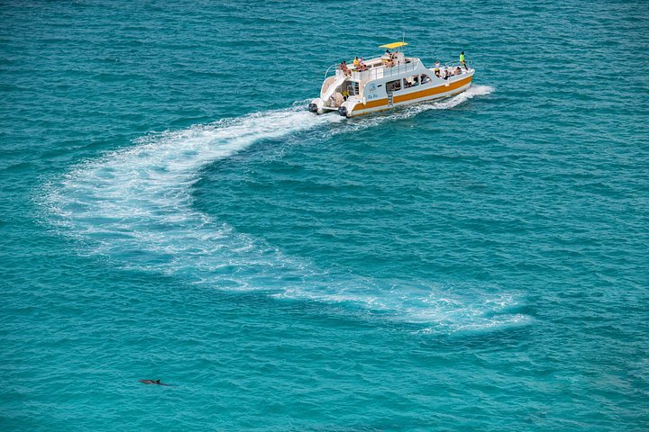 Genießen Sie eine halbtägige Bootsfahrt in Providenciales, Turks- und Caicosinseln, mit Schnorcheln und Leguan-Begegnungen, Foto 14 | wizardtrip