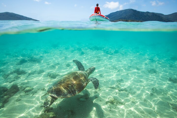 Heldagstur med sejlads og snorkling i Whitsundays, Australien, foto 8 | wizardtrip