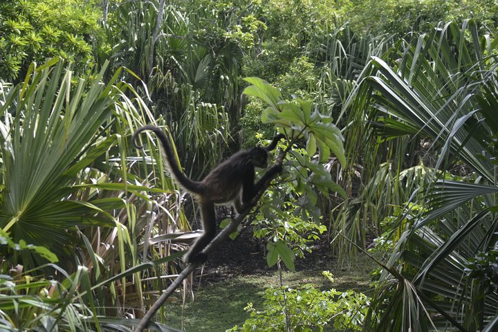 Utforska gamla Maya-ruiner och simma i det turkosa vattnet i Bacalar Lagoon på denna Costa Maya-tur, foto 8 | wizardtrip