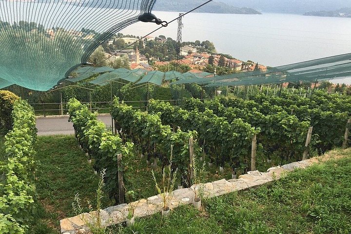 Wijnproeverij bij een wijnmakerij aan het Comomeer, Italië, met lokale wijnen en snacks, foto 23 | wizardtrip