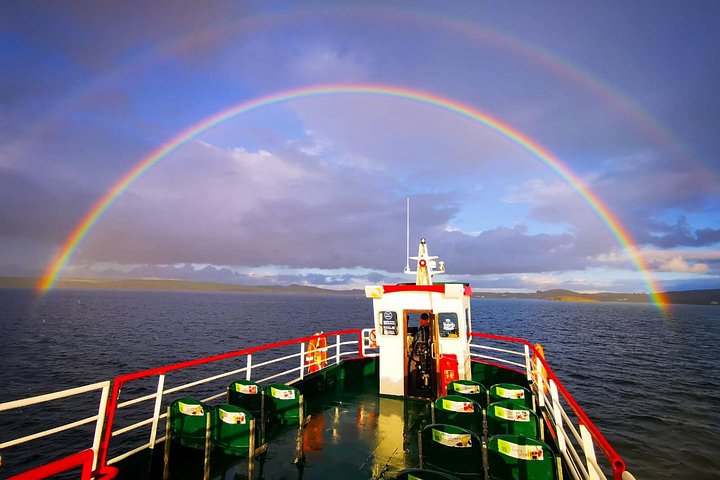 Passeio de barco panorâmico pelas ilhas da Clew Bay, farol e vida selvagem perto de Westport, Irlanda, foto 9 | wizardtrip