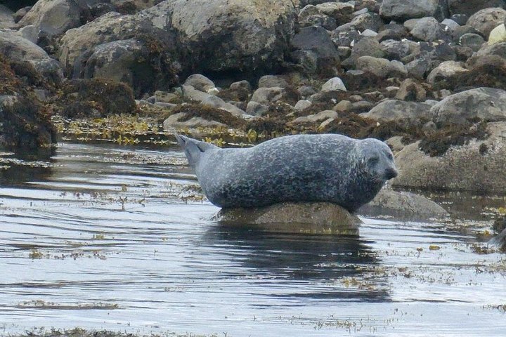 Passeio de barco panorâmico pelas ilhas da Clew Bay, farol e vida selvagem perto de Westport, Irlanda, foto 10 | wizardtrip