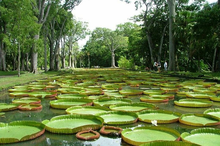 Private Taxi: Northern Mauritius Guided Tour | wizardtrip