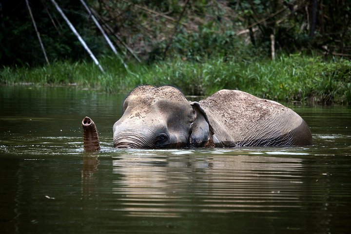 A Morning with the Elephants at Phuket Elephant Sanctuary | wizardtrip