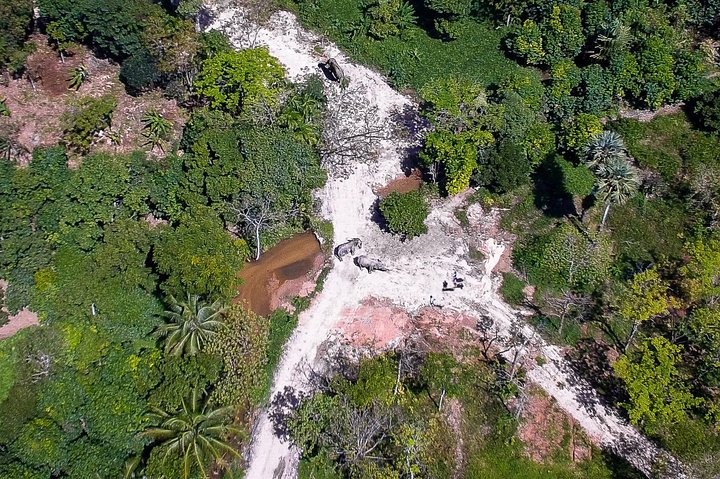 Etisk elefantsanctuary oplevelse i Phuket, Thailand, observerer elefanter i deres naturlige habitat, foto 6 | wizardtrip