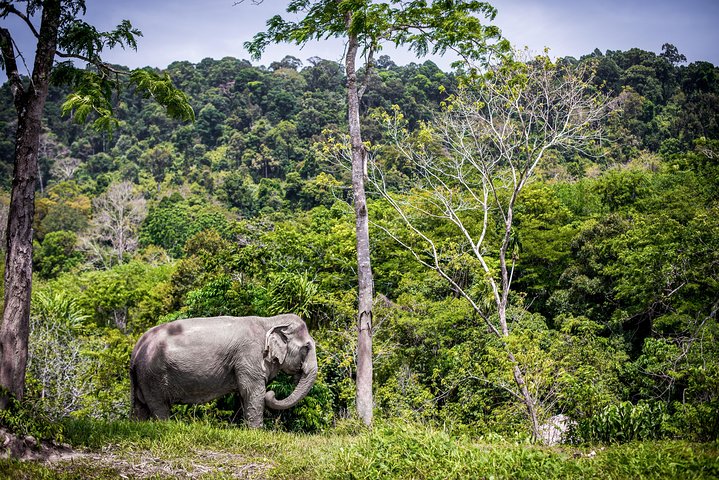 Etisk elefantsanctuary oplevelse i Phuket, Thailand, observerer elefanter i deres naturlige habitat, foto 7 | wizardtrip
