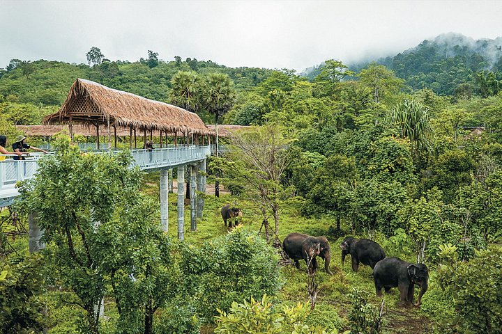 Etisk elefantsanctuary oplevelse i Phuket, Thailand, observerer elefanter i deres naturlige habitat, foto 8 | wizardtrip