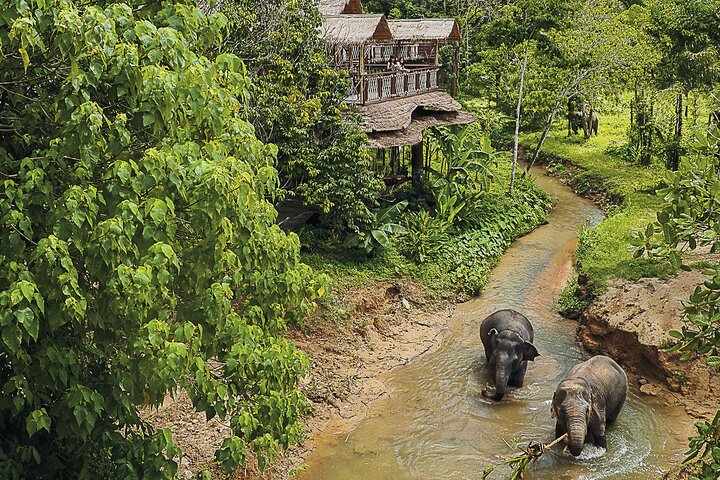 Etisk elefantsanctuary oplevelse i Phuket, Thailand, observerer elefanter i deres naturlige habitat, foto 9 | wizardtrip