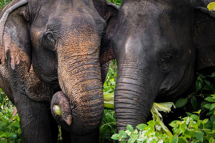 Etisk elefantsanctuary oplevelse i Phuket, Thailand, observerer elefanter i deres naturlige habitat, foto 10 | wizardtrip