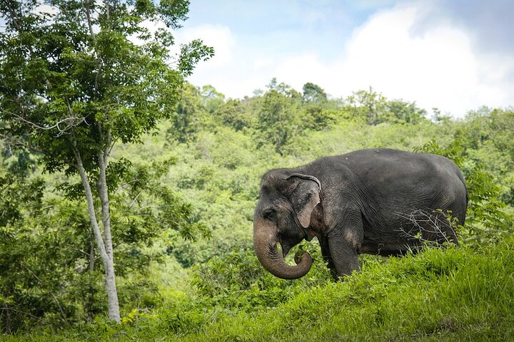 Observez des éléphants secourus depuis une passerelle unique dans la canopée au Phuket Elephant Sanctuary, photo 6 | wizardtrip
