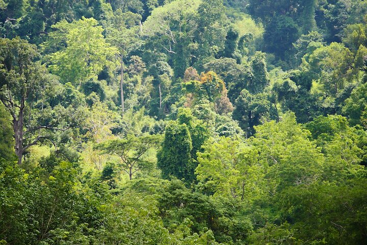 Observez des éléphants secourus depuis une passerelle unique dans la canopée au Phuket Elephant Sanctuary, photo 7 | wizardtrip