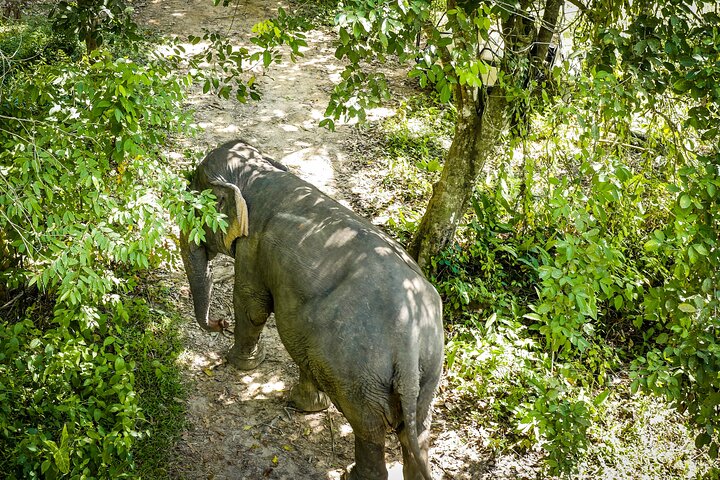 Observez des éléphants secourus depuis une passerelle unique dans la canopée au Phuket Elephant Sanctuary, photo 8 | wizardtrip