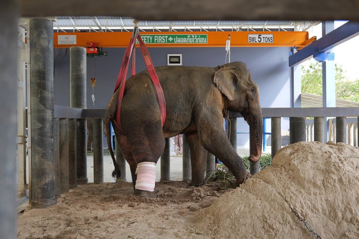 Observez des éléphants secourus depuis une passerelle unique dans la canopée au Phuket Elephant Sanctuary, photo 11 | wizardtrip