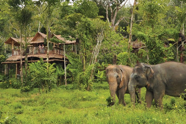 Observez des éléphants secourus depuis une passerelle unique dans la canopée au Phuket Elephant Sanctuary, photo 12 | wizardtrip