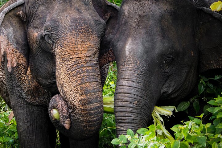Nachmittag mit Elefanten im Phuket Elephant Sanctuary | wizardtrip