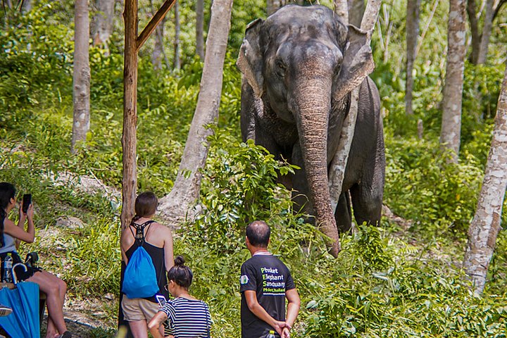 Ethisches Elefantenschutzgebiet-Erlebnis in Phuket, Thailand, mit geretteten Elefanten, die in einer üppigen tropischen Umgebung frei herumlaufen, Foto 7 | wizardtrip