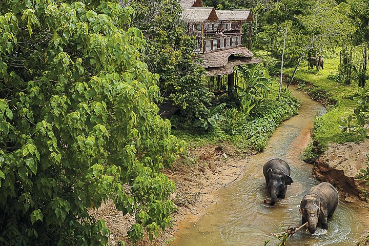 Ethisches Elefantenschutzgebiet-Erlebnis in Phuket, Thailand, mit geretteten Elefanten, die in einer üppigen tropischen Umgebung frei herumlaufen, Foto 8 | wizardtrip