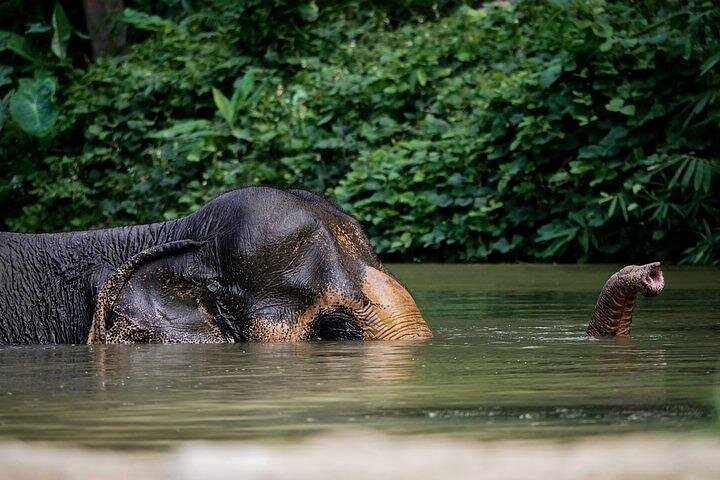 Ethisches Elefantenschutzgebiet-Erlebnis in Phuket, Thailand, mit geretteten Elefanten, die in einer üppigen tropischen Umgebung frei herumlaufen, Foto 9 | wizardtrip