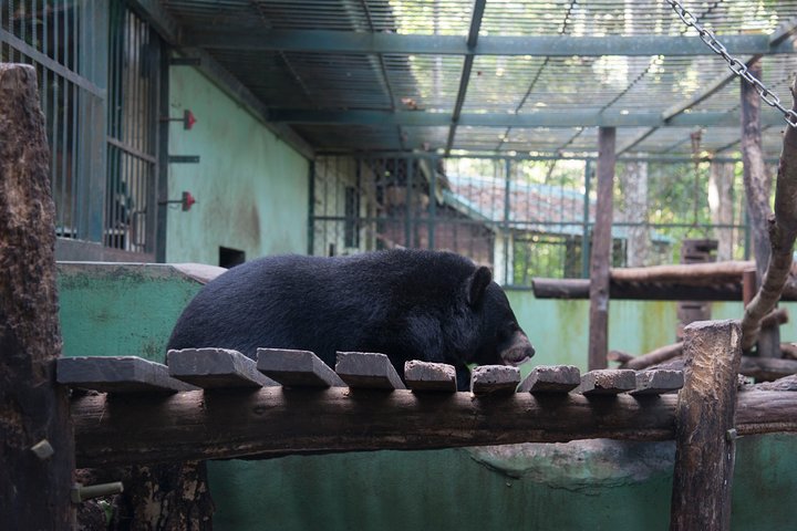 Passeio de dia inteiro às Cavernas Pak Ou e Cascatas Kuang Si a partir de Luang Prabang, foto 24 | wizardtrip